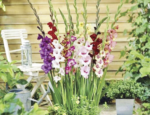 Шта треба садити у рано пролеће 